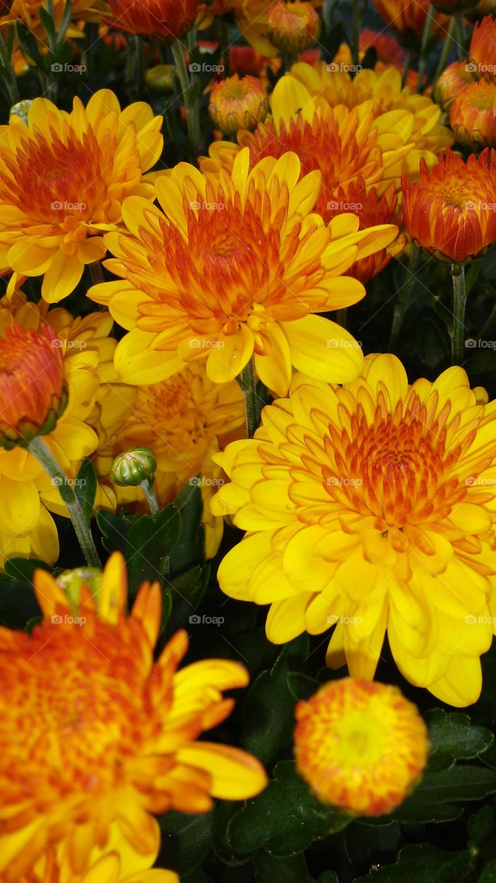 Flower, Nature, Flora, Petal, Garden