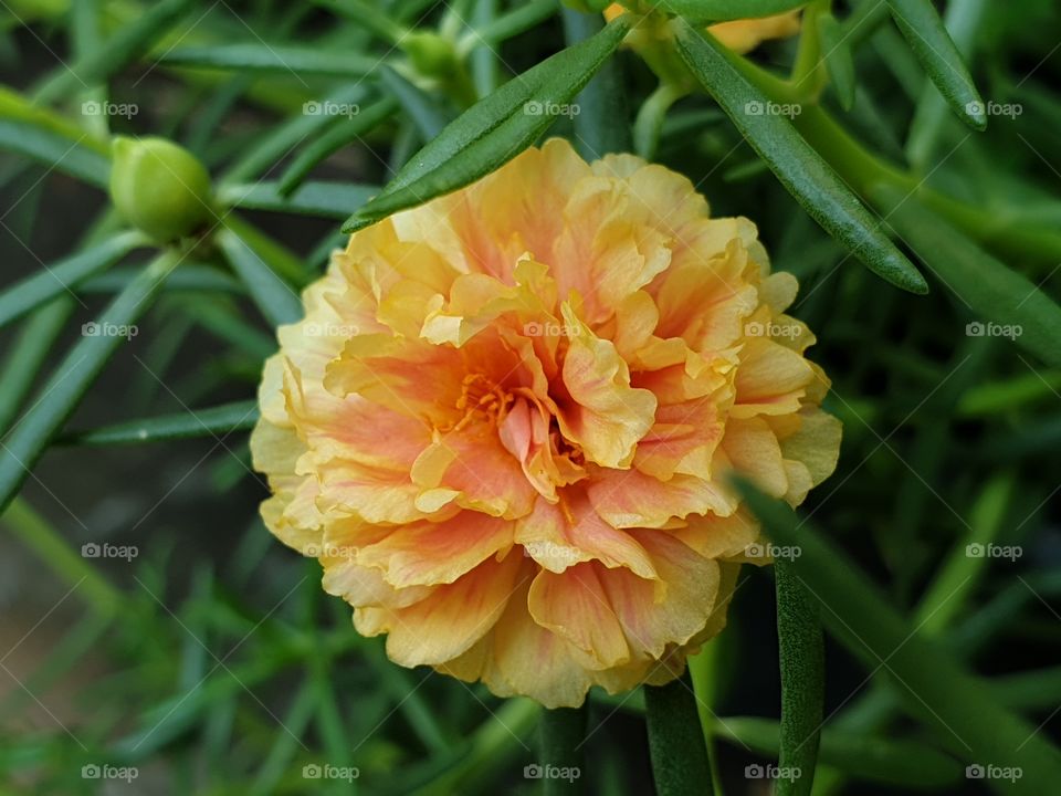 the Portulaca Grandiflora