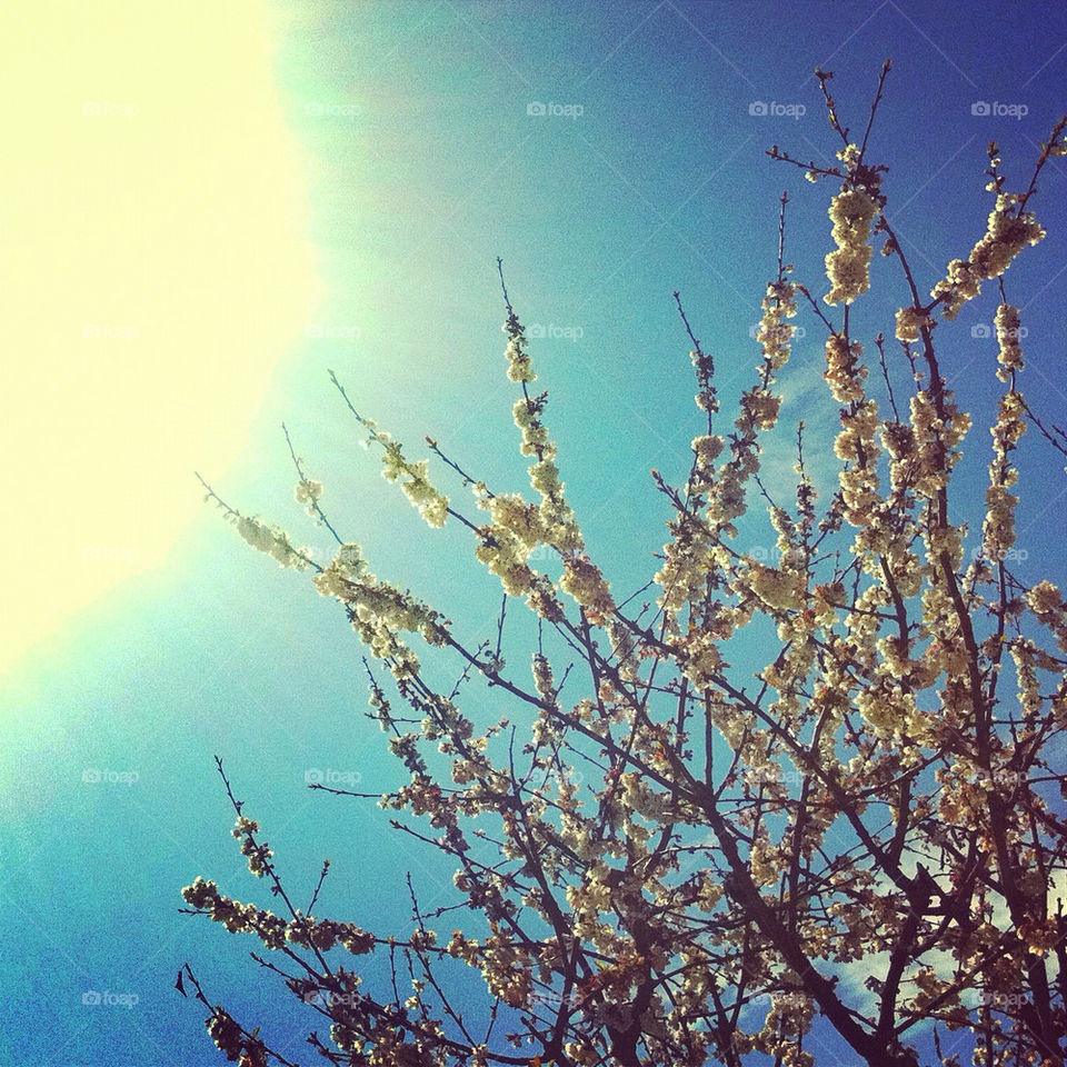 sky spring flower tree by marinedavy