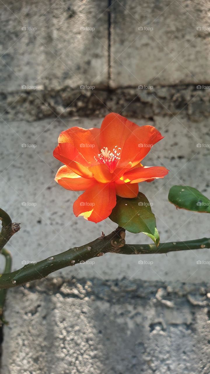 spring, wild flowers beautiful colors, wallpaper, natural , orange