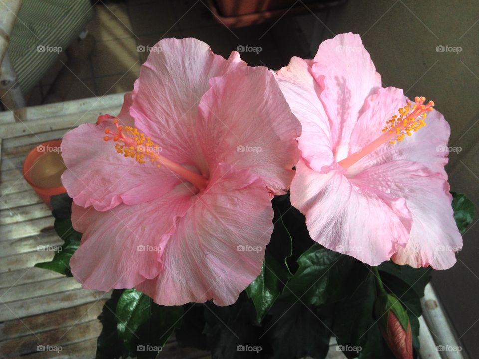 Close-up of pink hibiscus flower