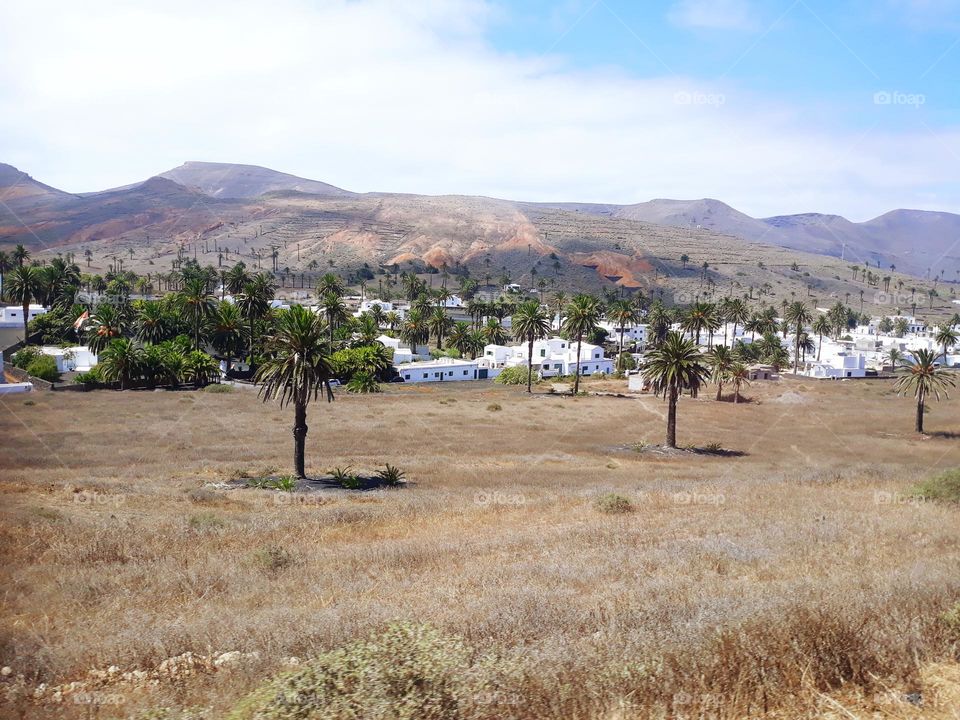 Palm valley, Lanzarote 