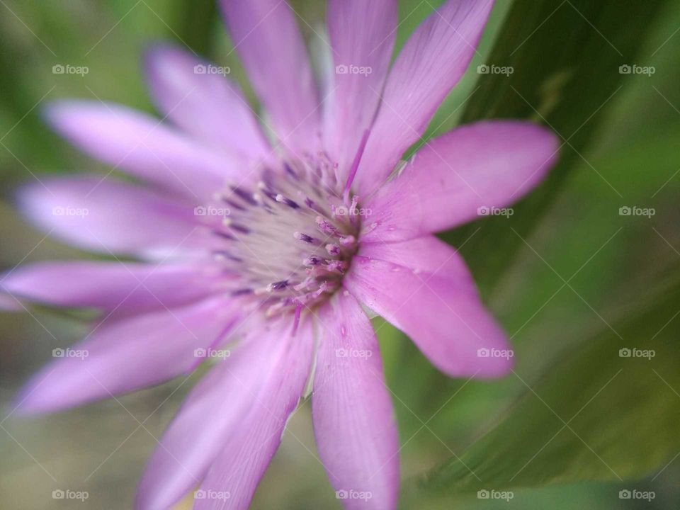 makro flower photo