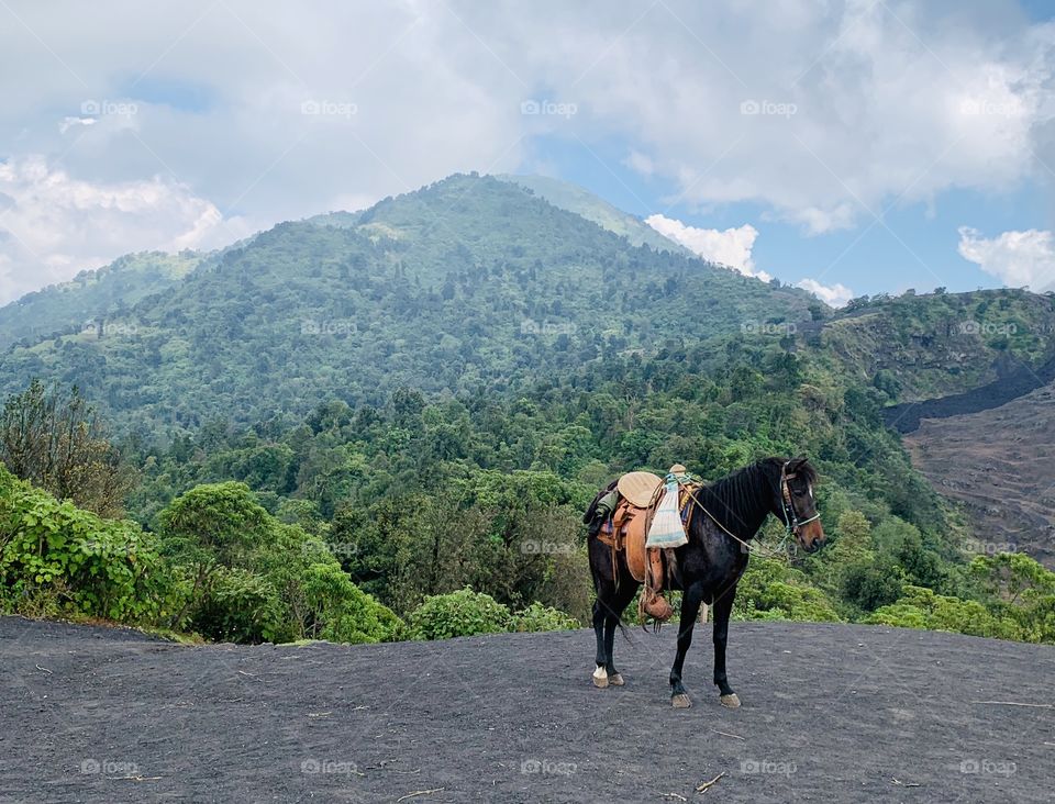 Horse on Trail