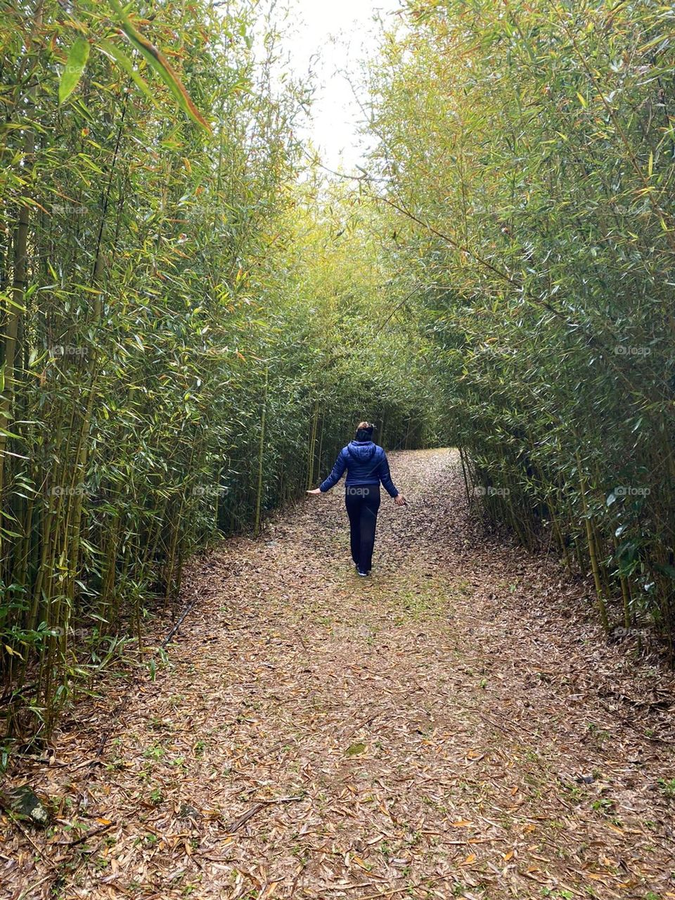 “A samambaia e o bambu”: uma fábula que nos ajuda a compreender a resiliência