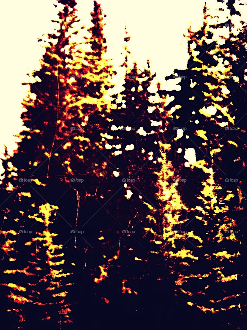 Old Brown Pines 