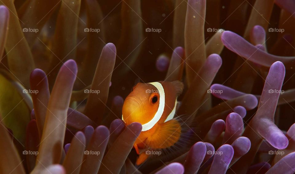 Philippines Underwater Pictures