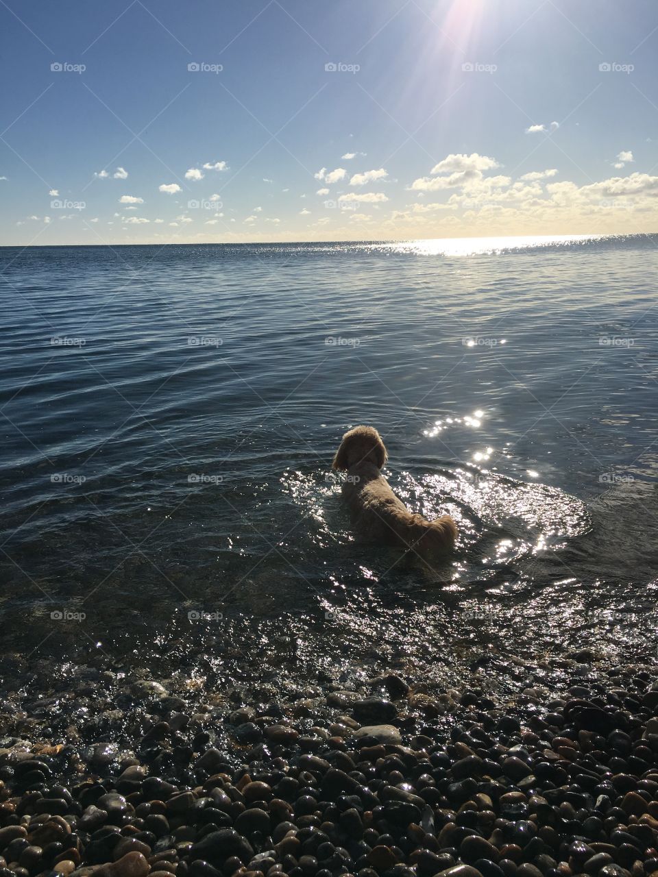 Alfie paddling at the beach