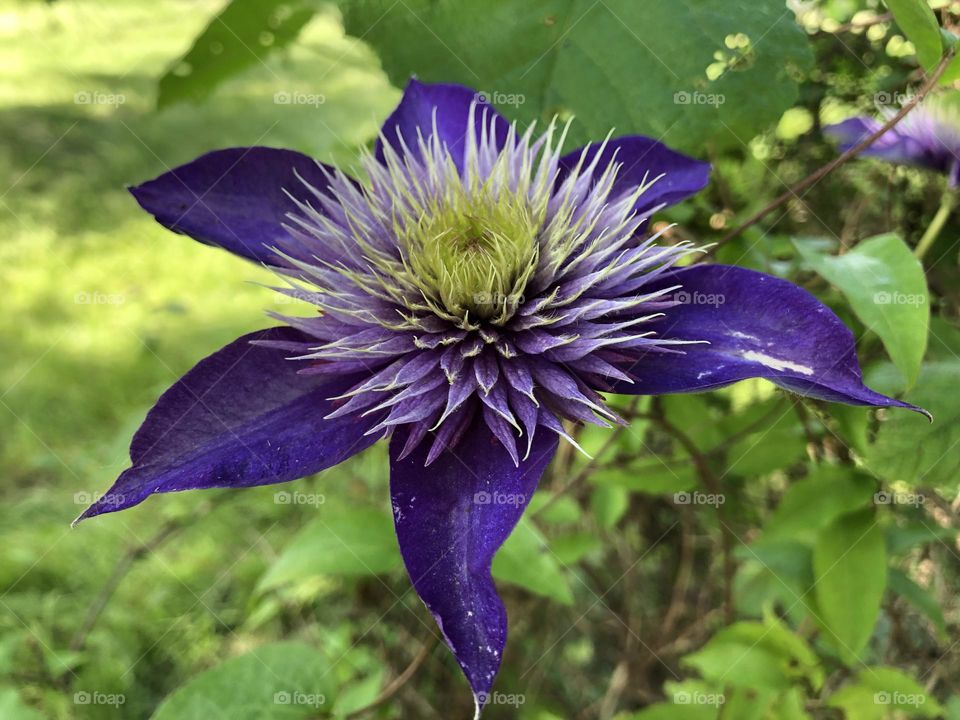 Purple Flower 