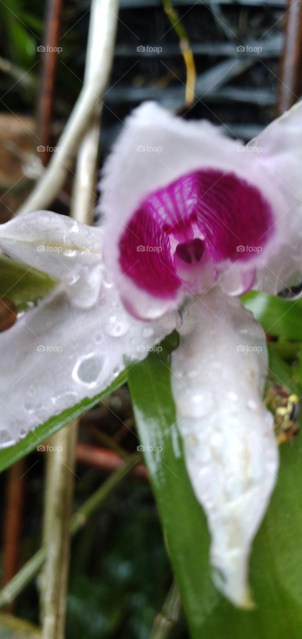 two-color orchid combination of white and purple looks fresh in the rain