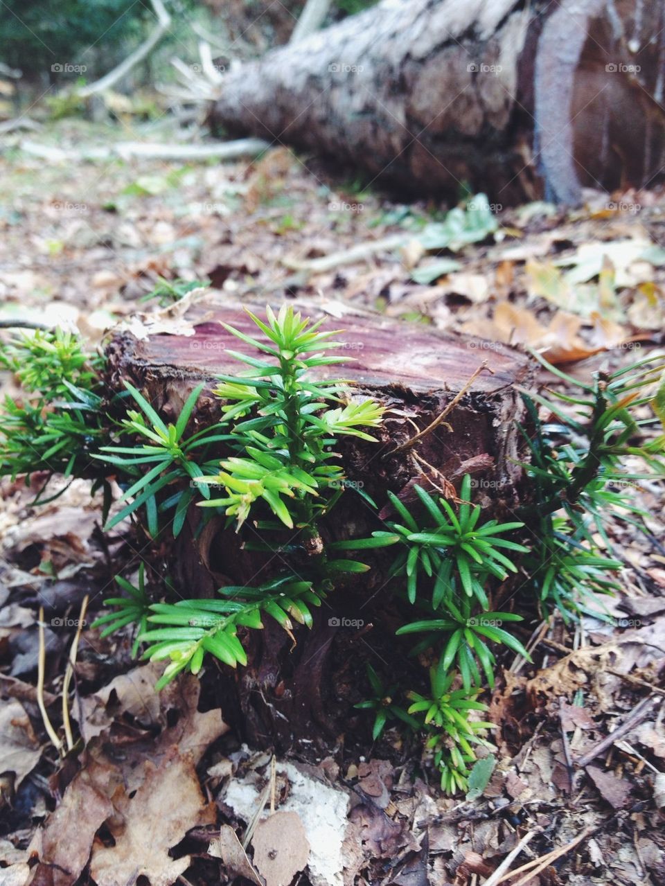 Close-up of plant in forest