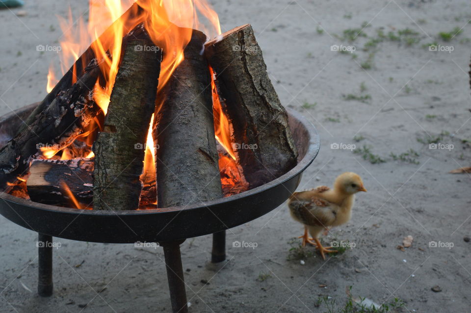 fireplace and smal chicken