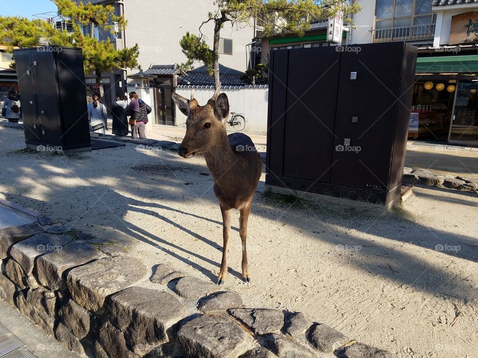 Street deer