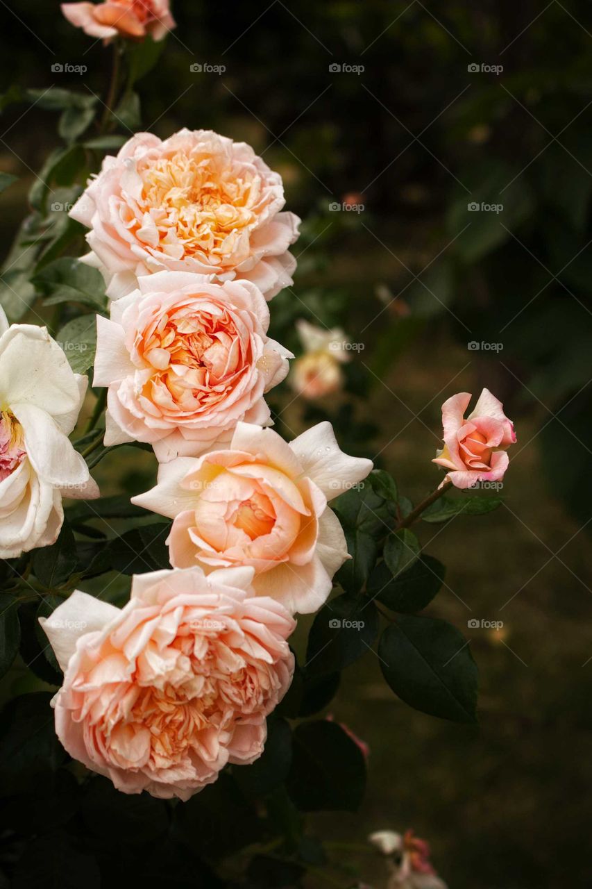 Rose, Flower, Wedding, Love, Leaf