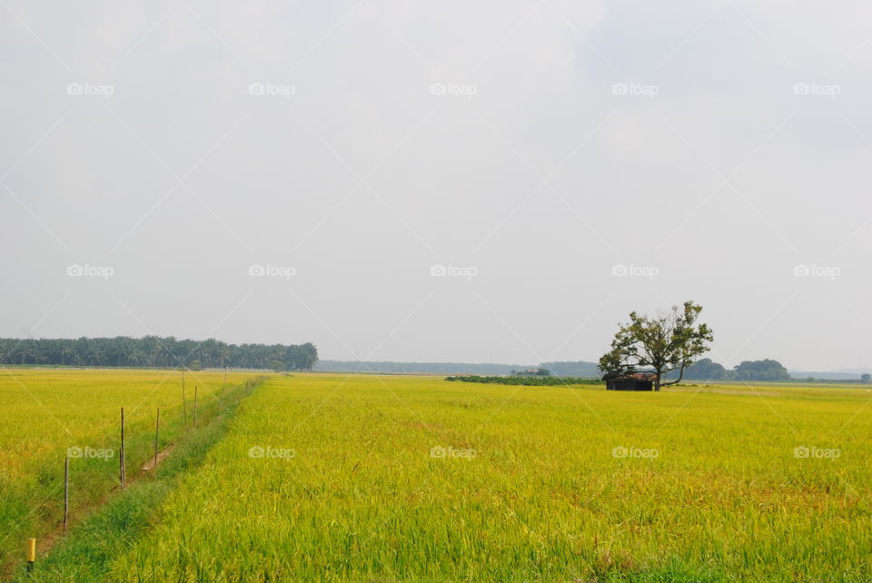 paddy field