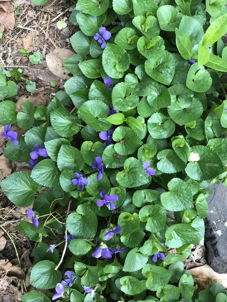 Patch of violets