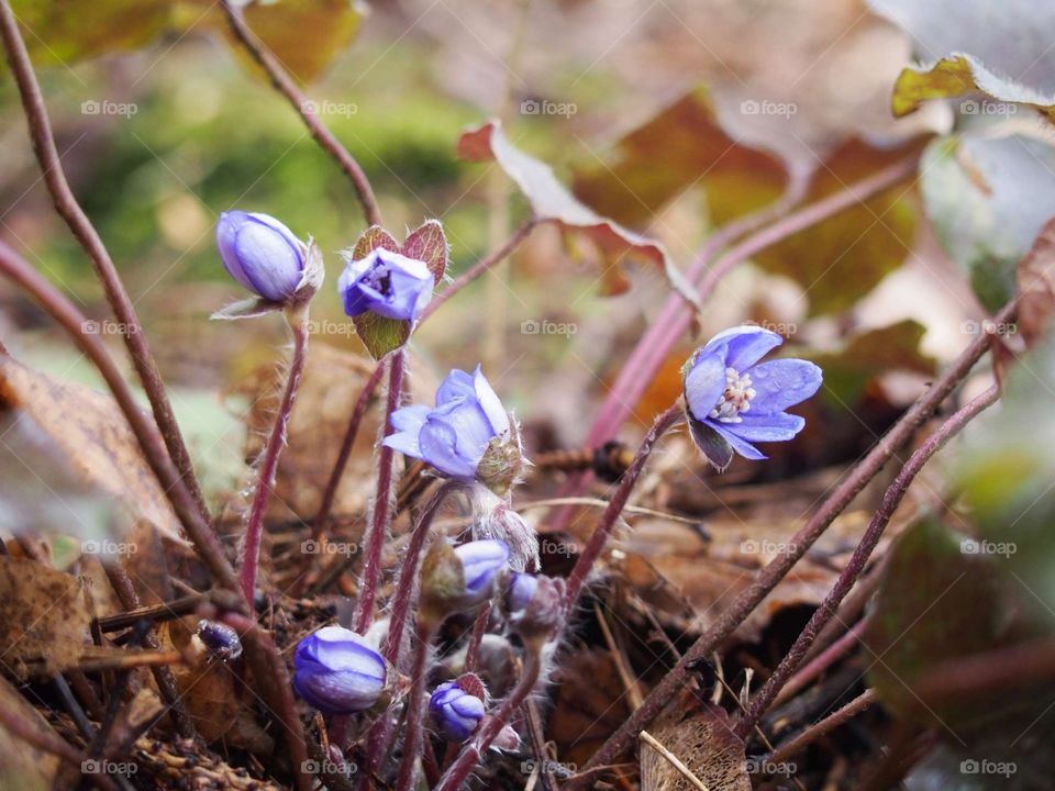 handful of blue 💙