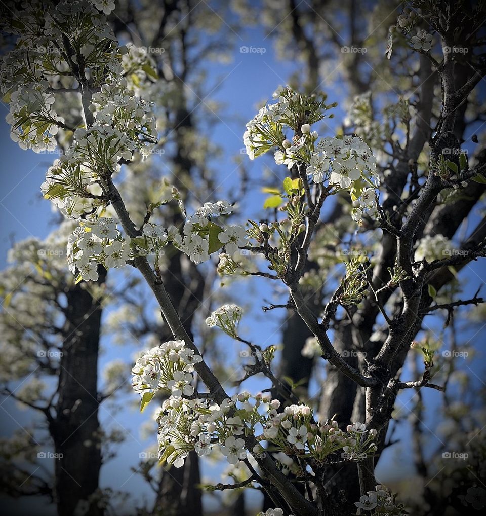 White  blossoms on tree blue sky , pretty , spring flowering tree 