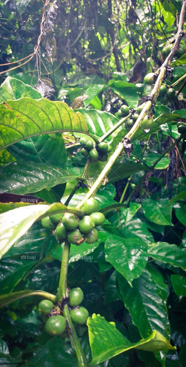 beautiful green natural coffee seeds