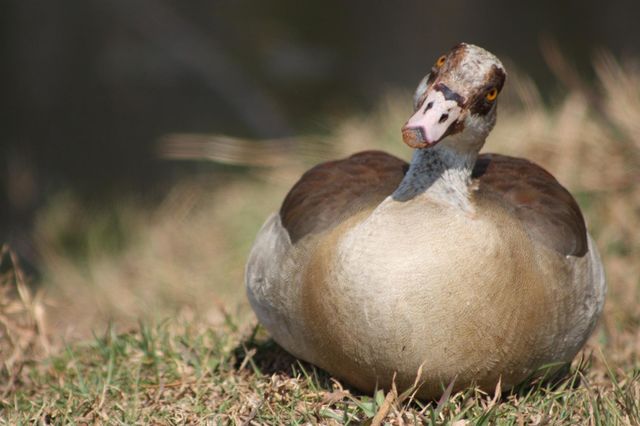 Egyptian geese