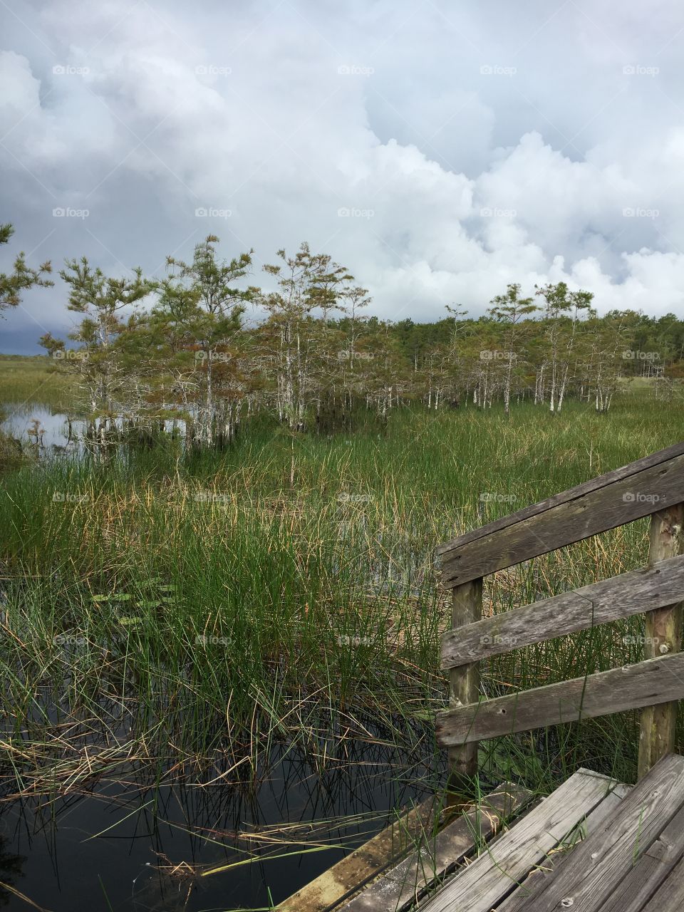 Grassy Waters Preserve View from the stairs 