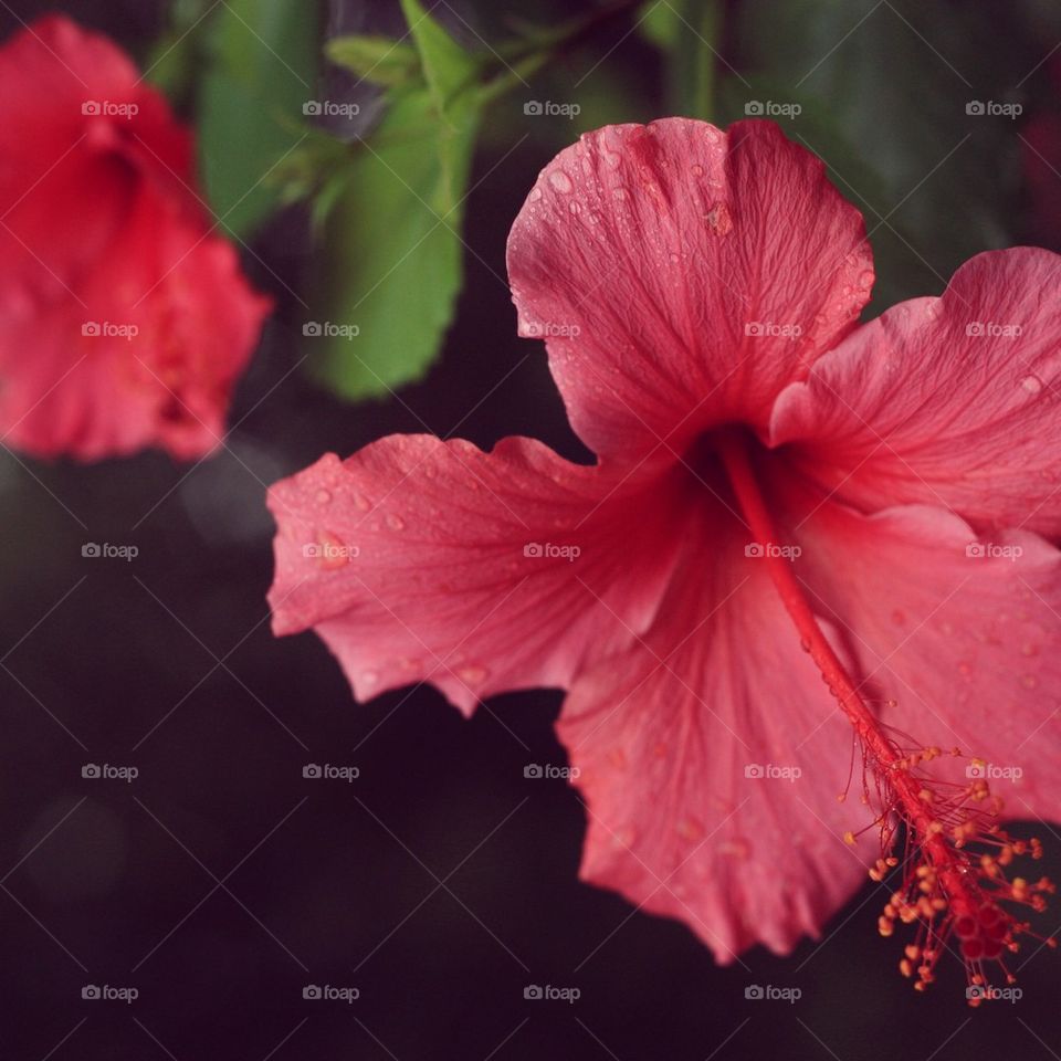 Hibiscus Flowers