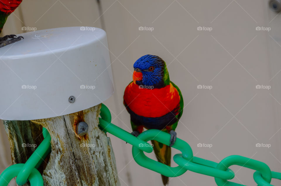 Multicolored parrot poses on chain