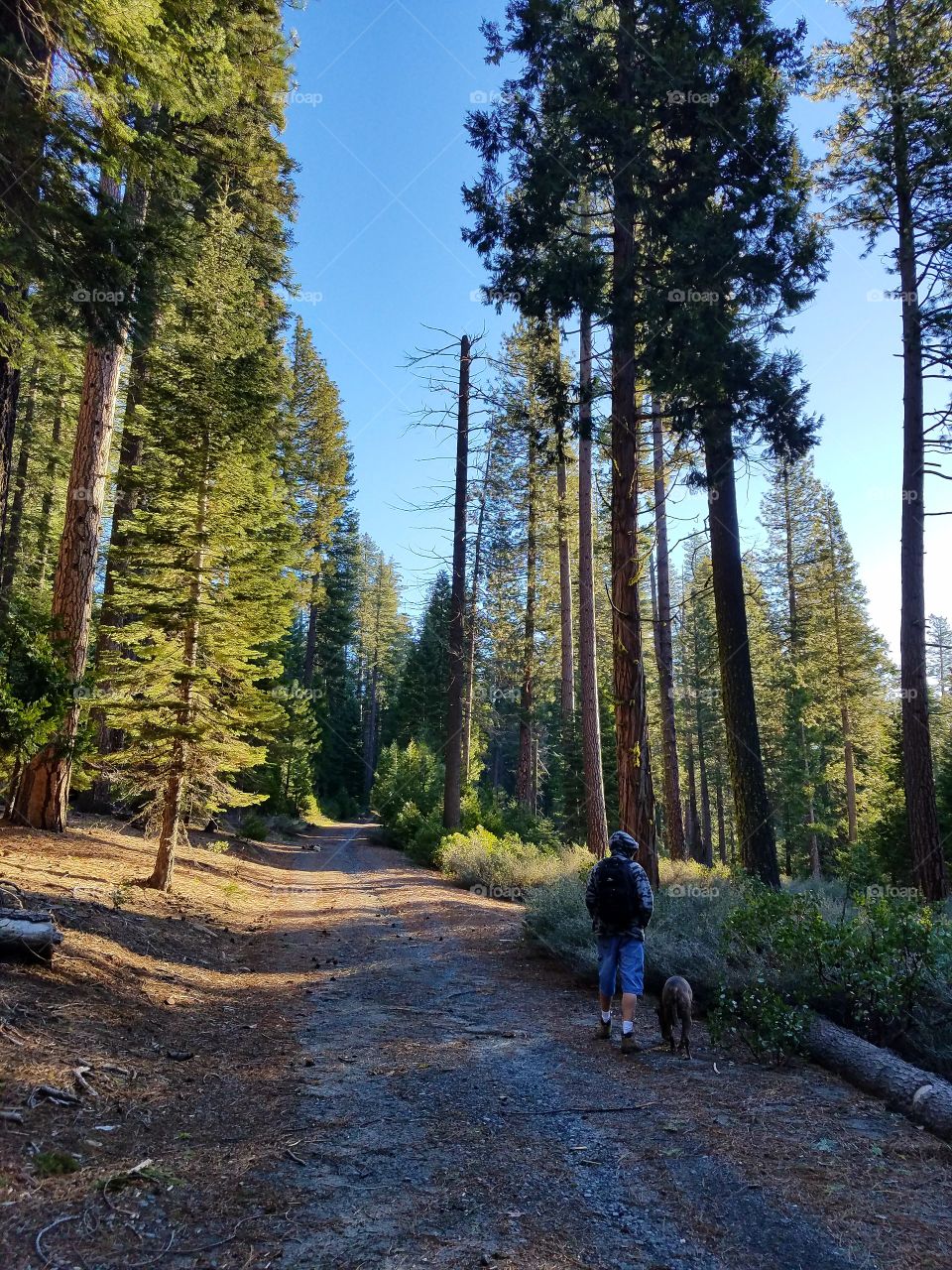 Springtime walkabout through the woods to a waterfall