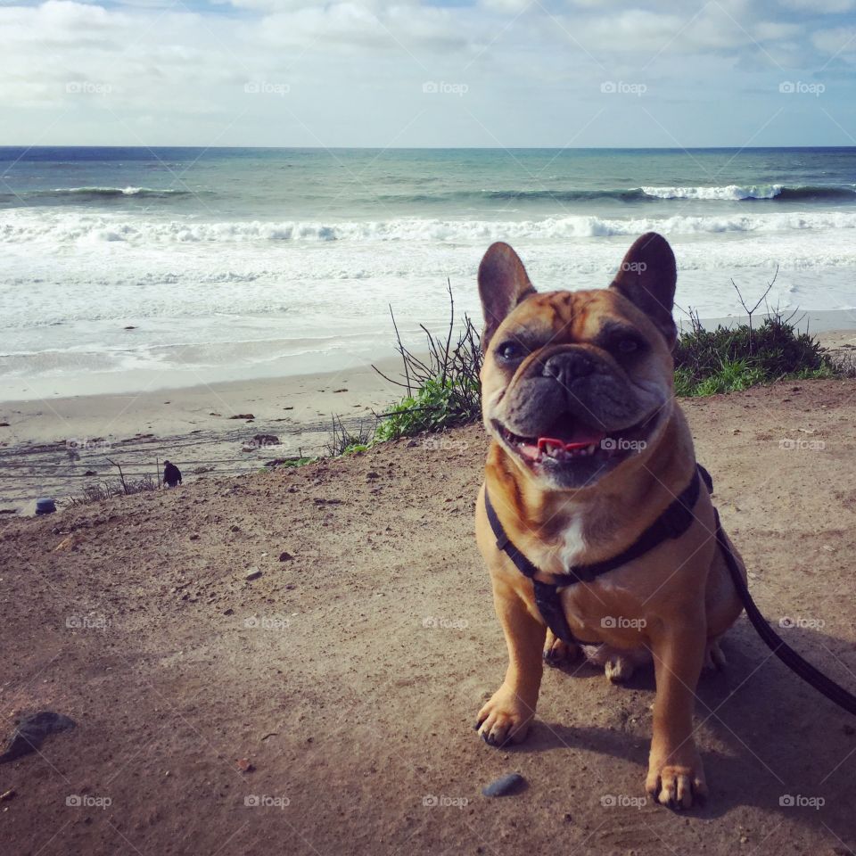 Franklin the French Bull dog, enjoying a stroll along the beach in Dana Point, CA 
