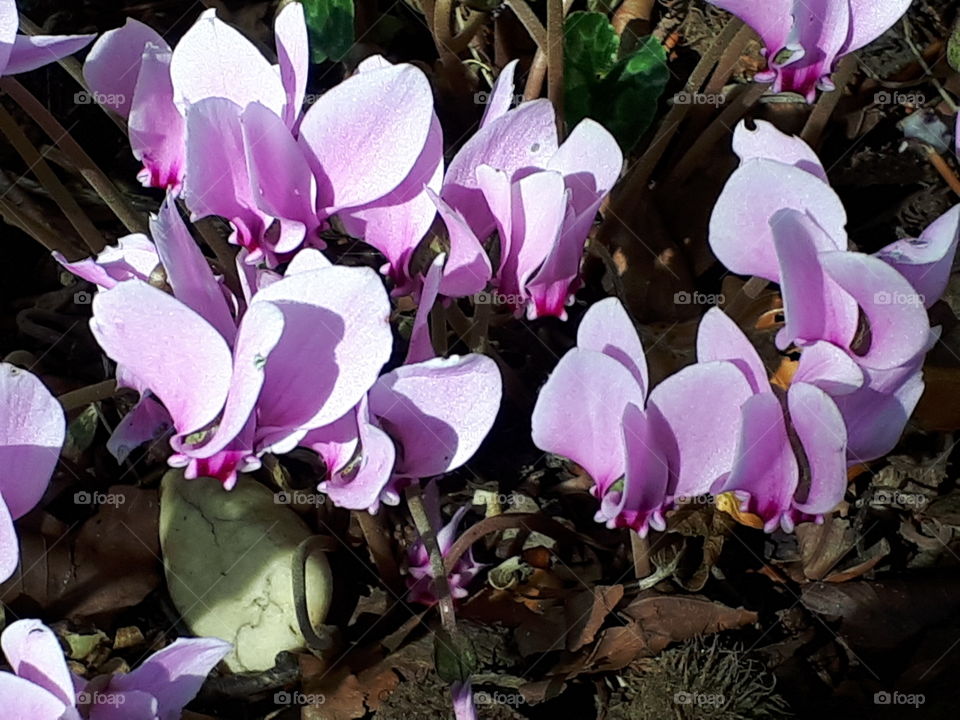 Pink Cyclamen