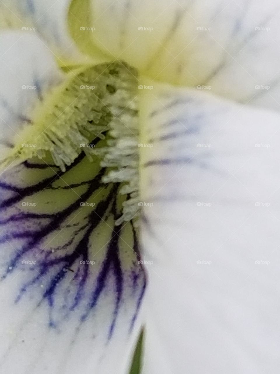 inside a flower
