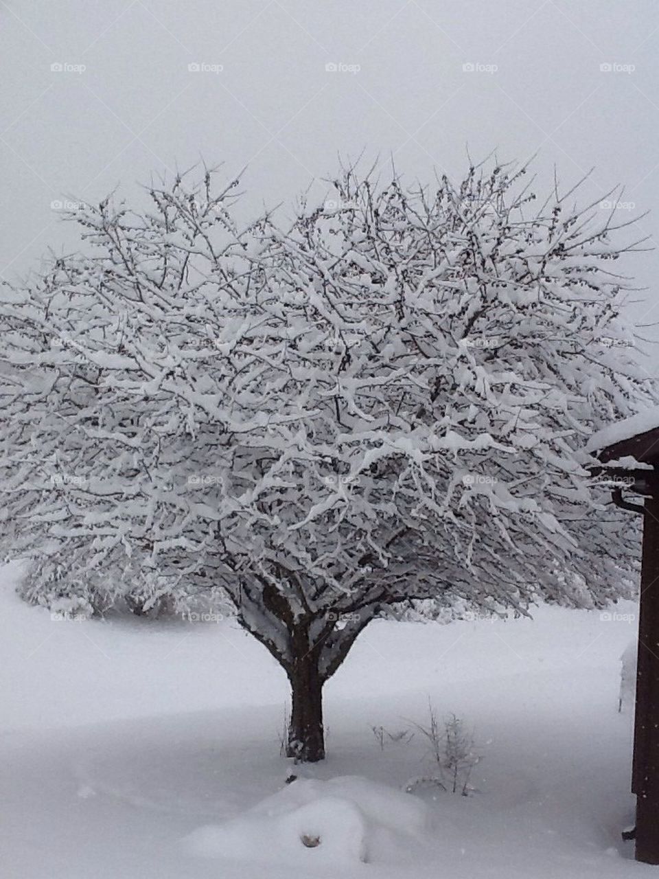 Tree in the Snow