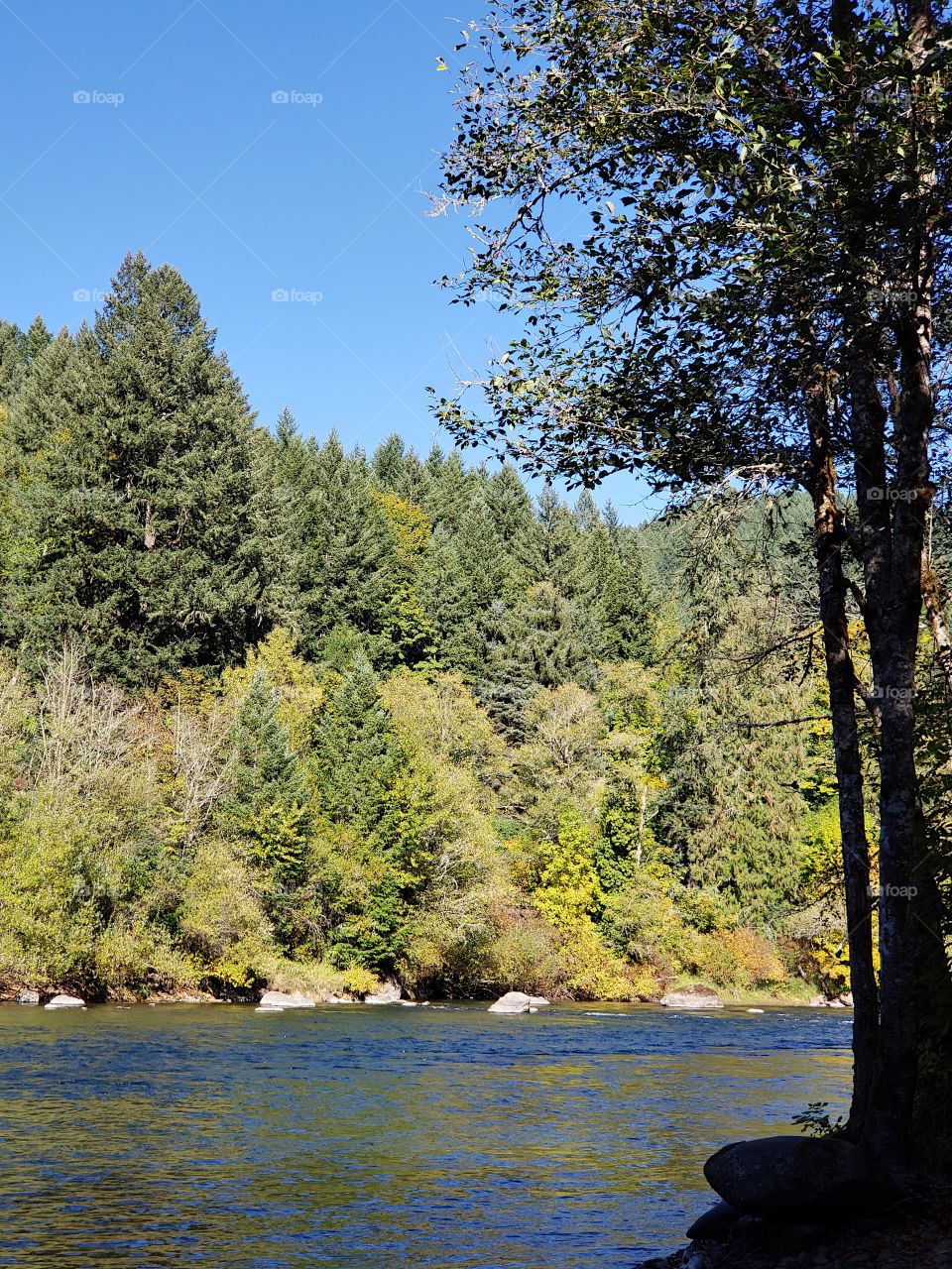 View across the beautiful McKenzie River in the forests of Oregon to trees and foliage in brilliant yellow and golden fall colors on the banks on the other side on a sunny fall day with clear skies. 