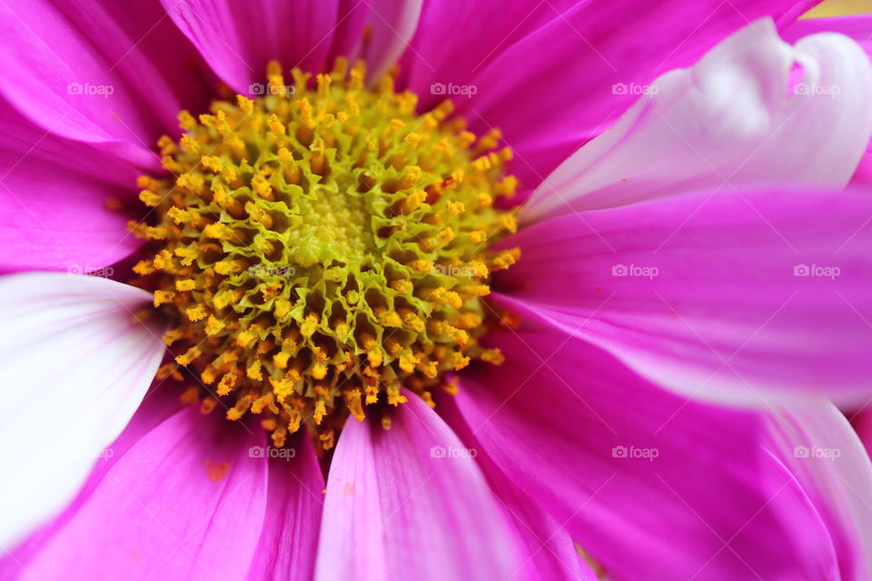 Bright yellow and pink flower close up