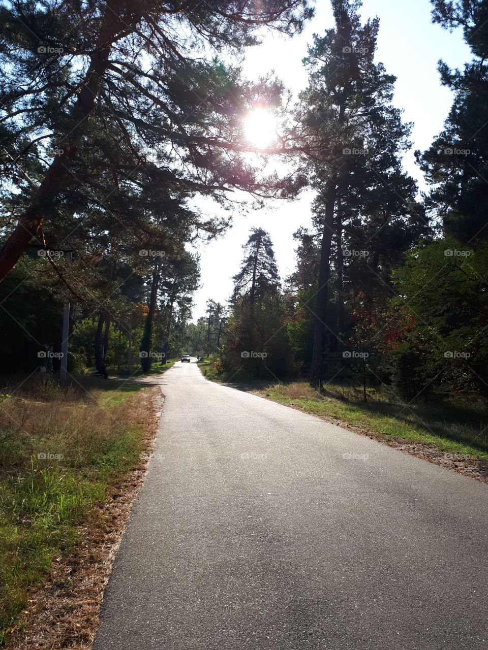 Road forest