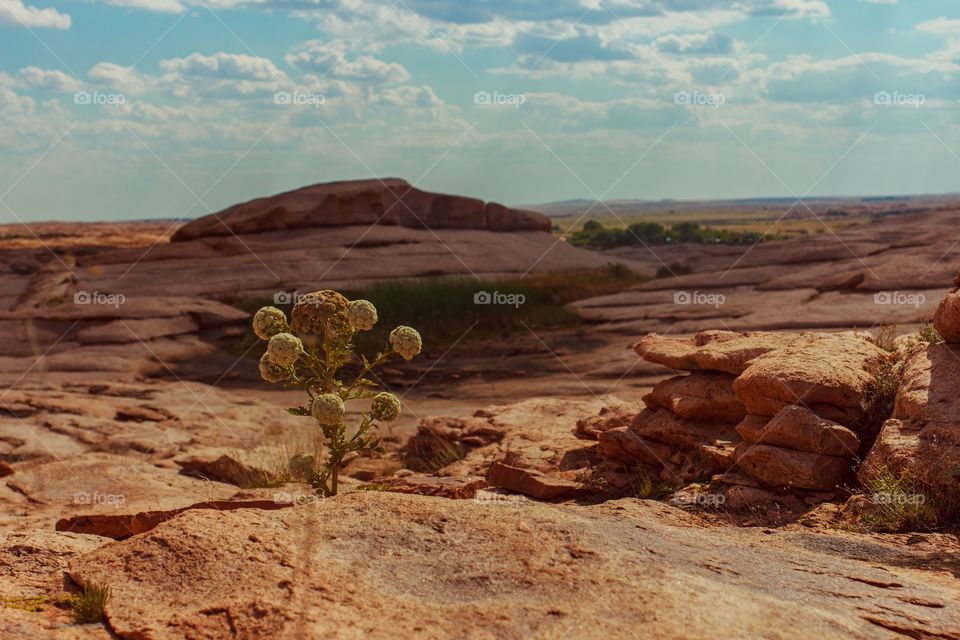 mountain desert landscape with flower
