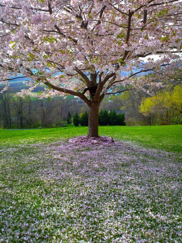 nature