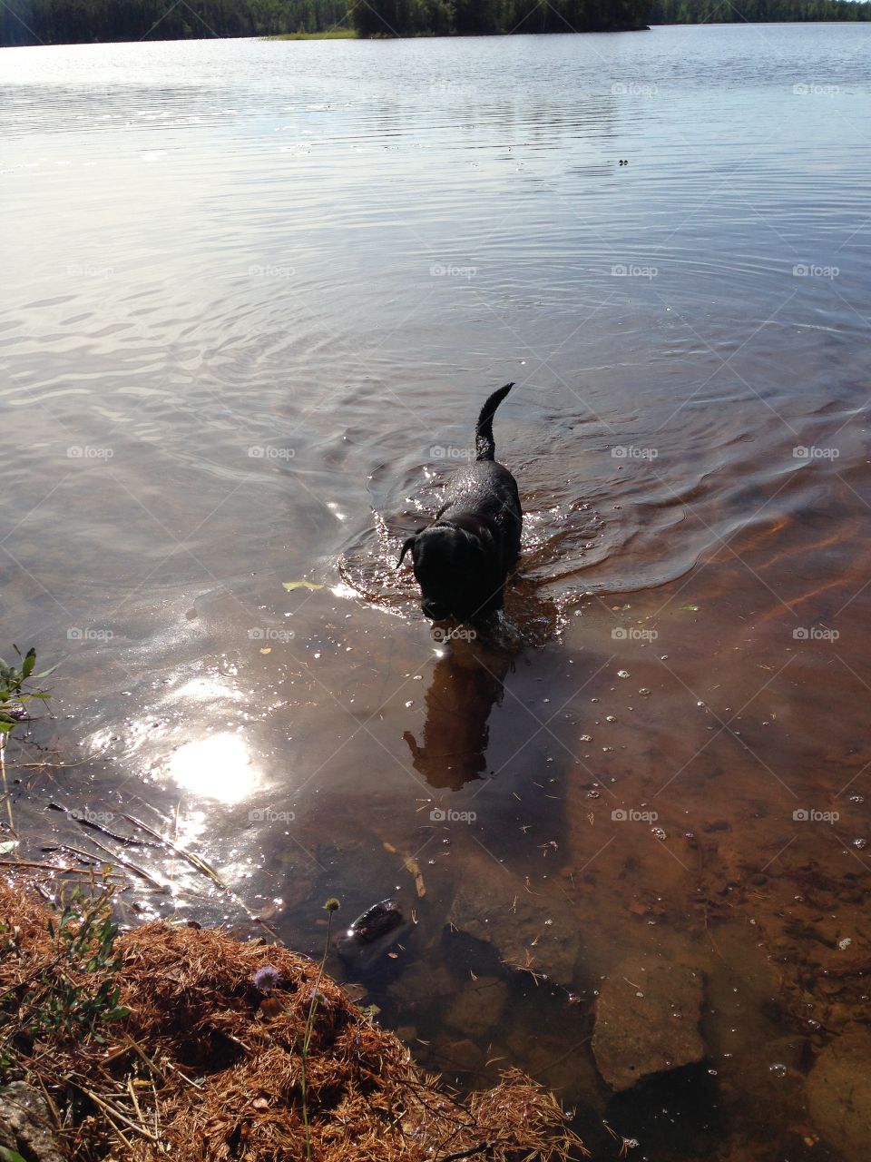 Dog swimming in a lake.