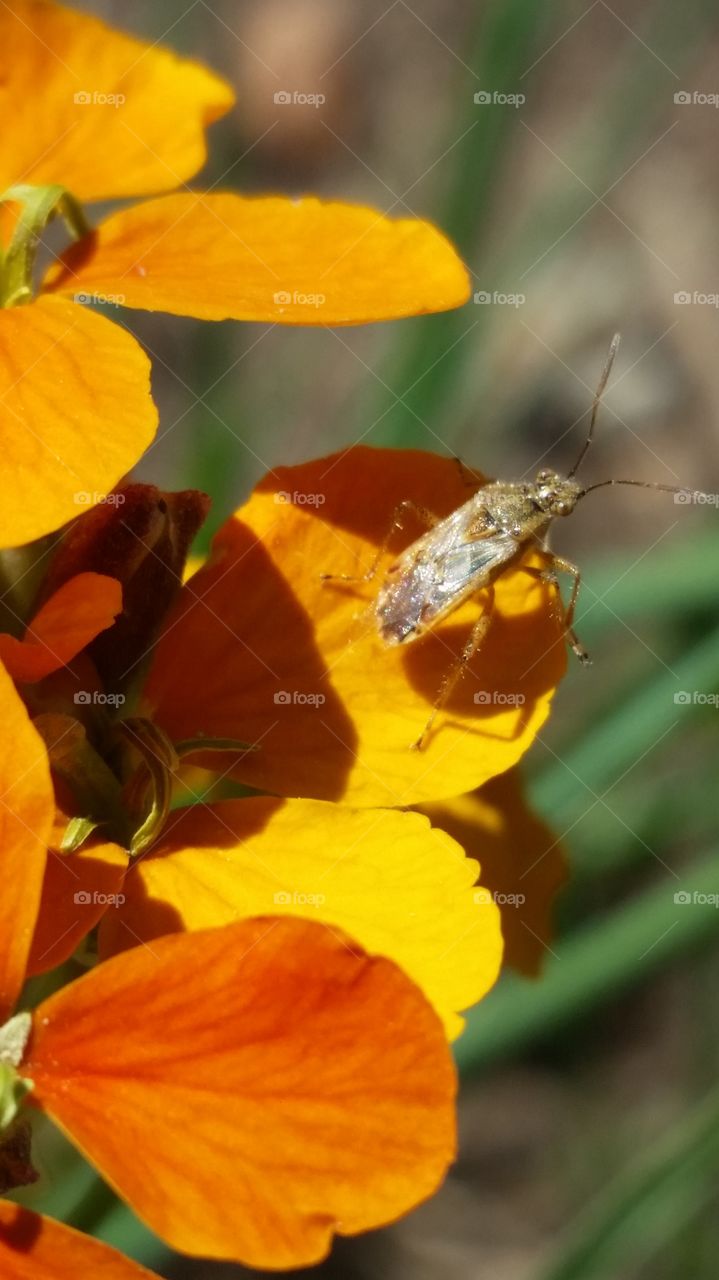 Beautiful insect on yellow flower
