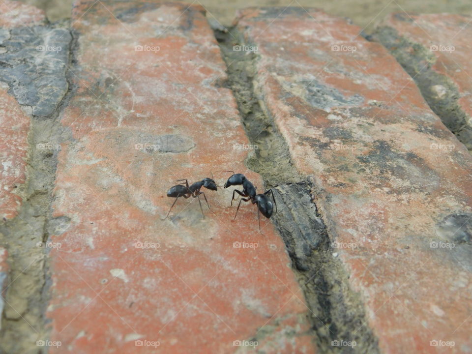 giant ant fight