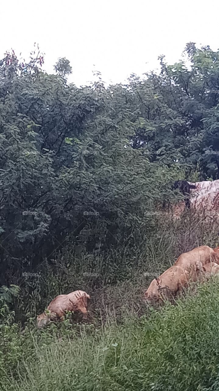 This is very nature and beautyfull