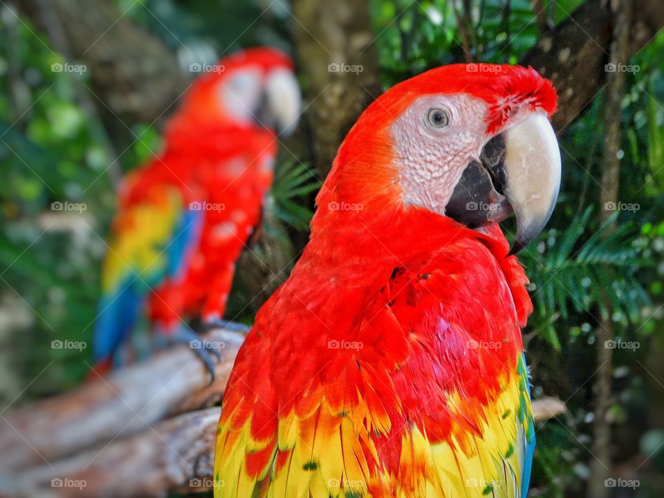 Pair Of Red Parrots

