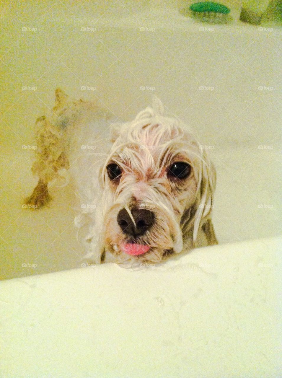 Wet dog with his tongue out.