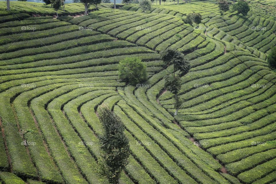 tea plantation