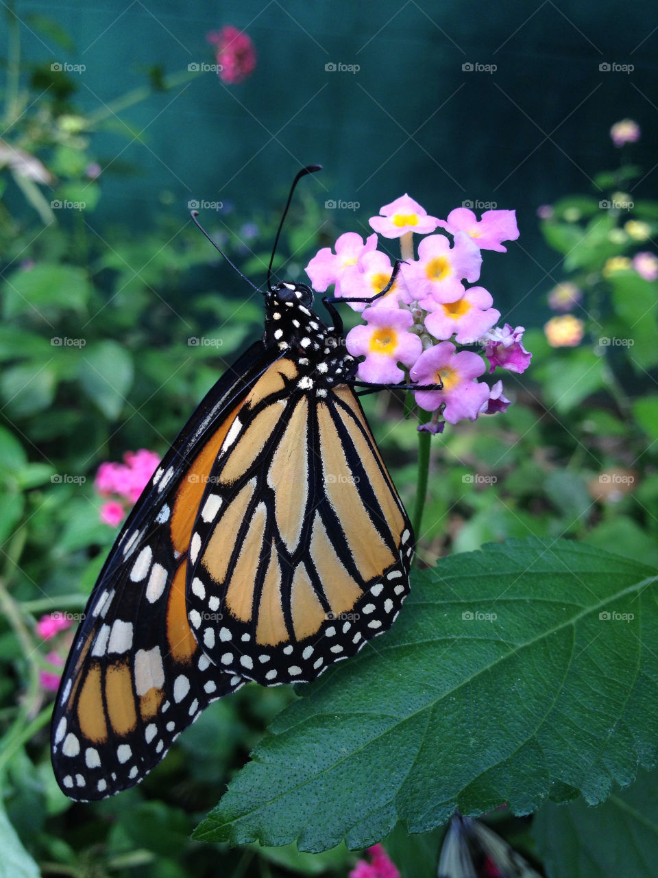 Butterfly monarch on flower