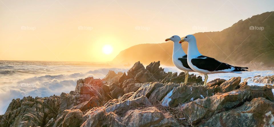 Seagulls enjoying the sunset on the rocks in Stormsriver National Park in South Africa