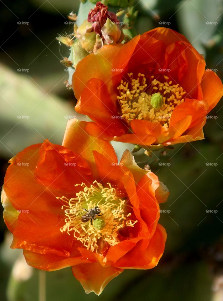 Bee on a Cactus Flower