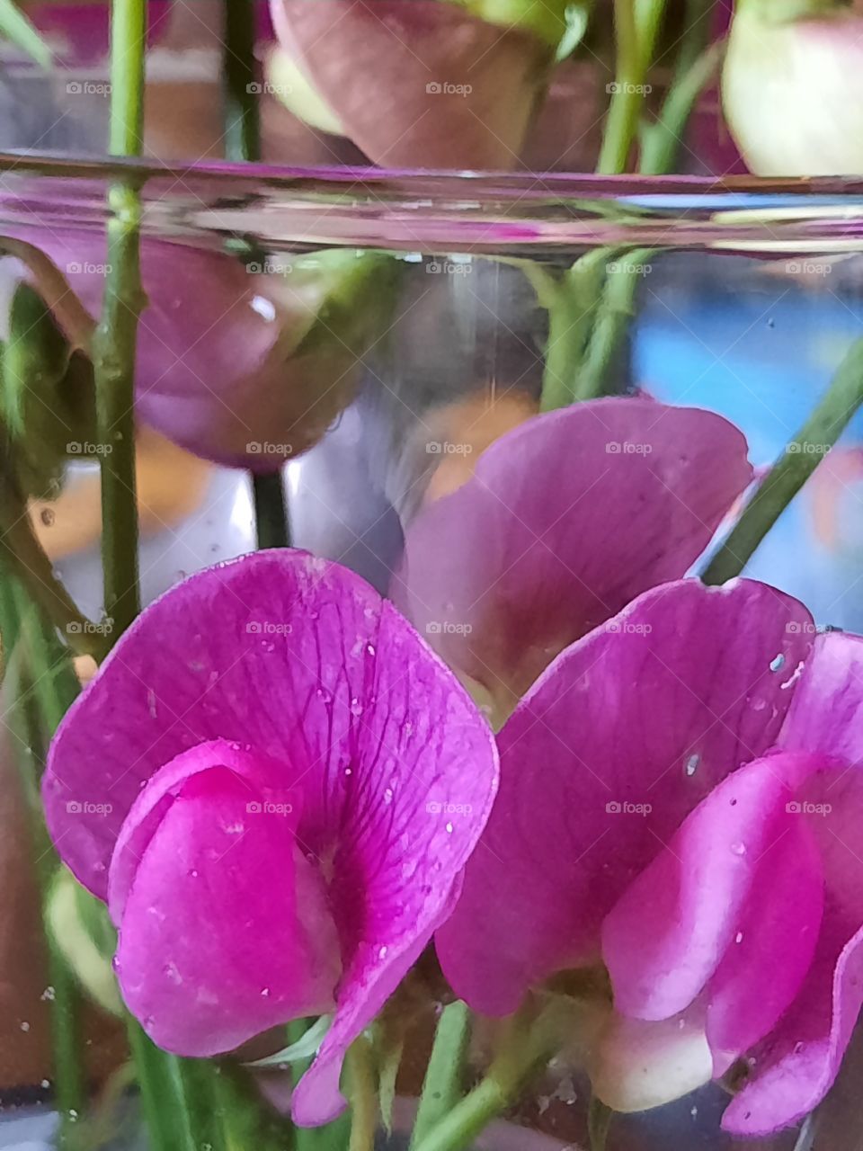 magenta sweet peas in a glass