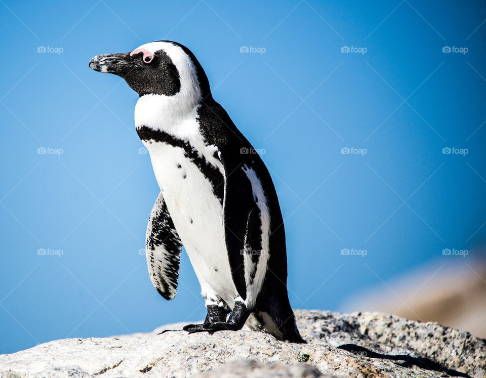 Penguin on rock against blue sky
