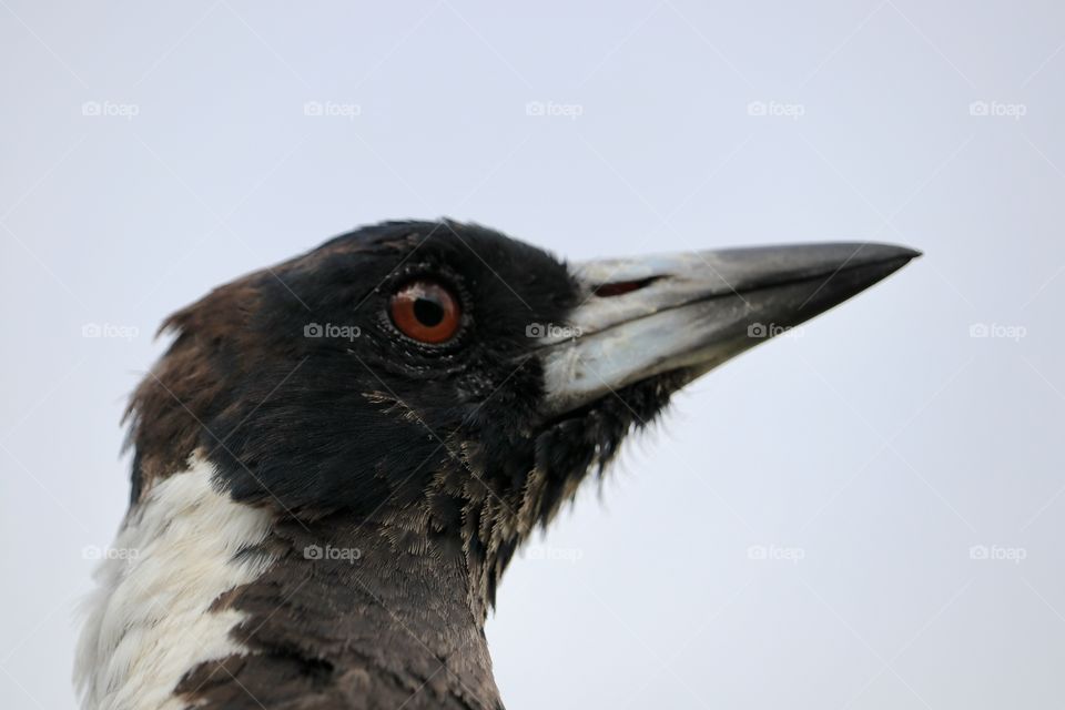 Wild Magpie closeup headshot profile 